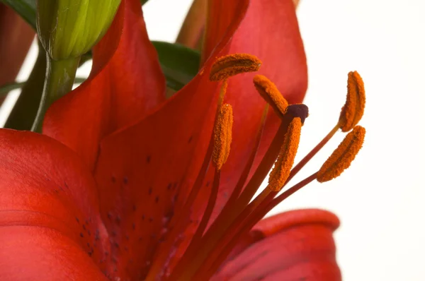 Mooie Aziatische lily bloei — Stockfoto
