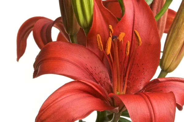 Vackra asiatic lily bloom — Stockfoto