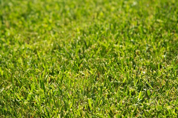 Gür yeşil çim arka plan — Stok fotoğraf