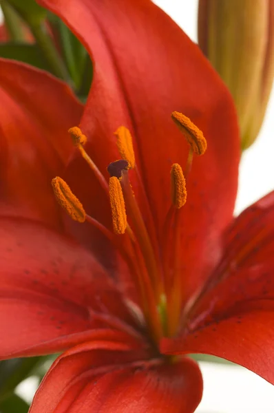 Linda flor de lírio asiático — Fotografia de Stock