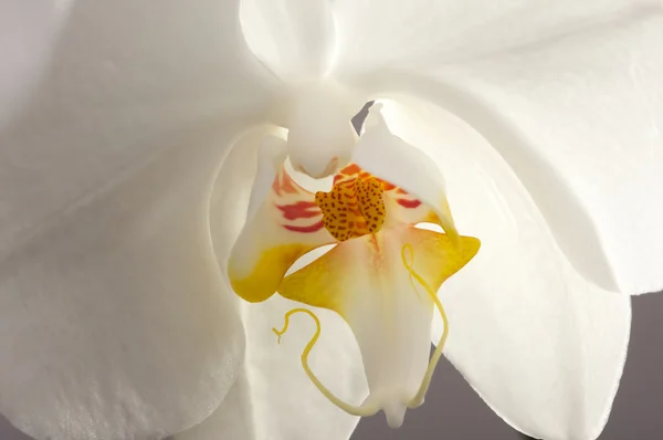 Макро Орхидея Цветок — стоковое фото