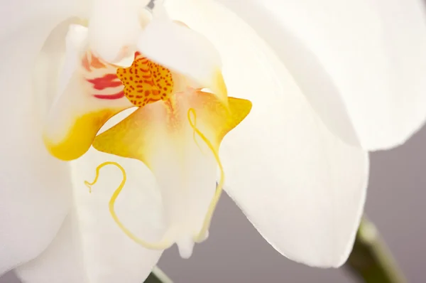Fiore del fiore del Orchid della macro — Foto Stock