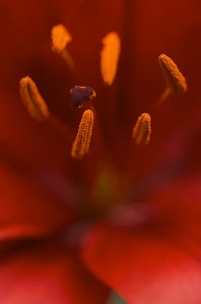 Beautiful Asiatic Lily Bloom Anthers — Stock Photo, Image