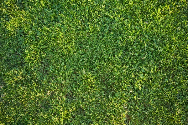 Красивая текстура зеленой травы — стоковое фото