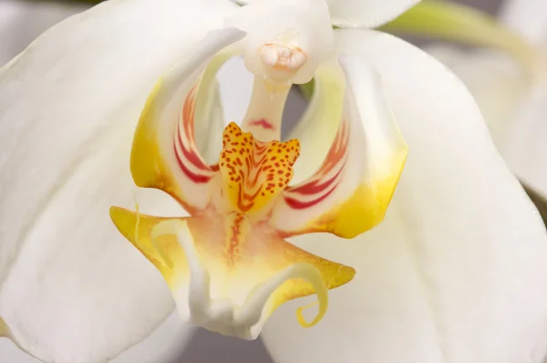 Макрос квітки орхідеї цвітіння — стокове фото