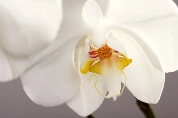 Makro orchidejí květ květ — Stock fotografie