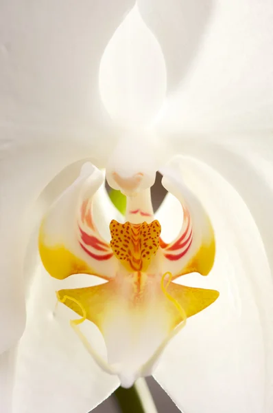 Makro orkidé blomma blomma — Stockfoto