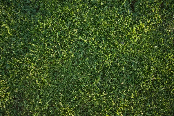 美丽的绿草背景质感 — 图库照片