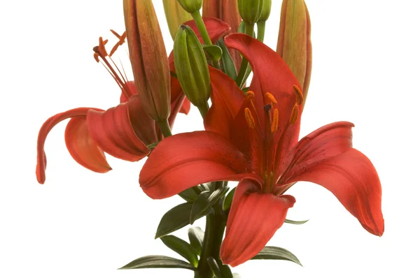 Beautiful Asiatic Lily Bloom — Stock Photo, Image