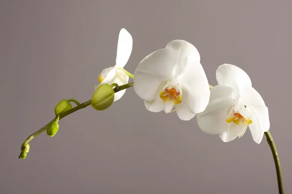 Vackra orkidé gren blossom — Stockfoto
