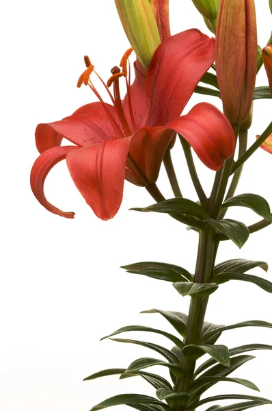 Güzel Asyalı lily çiçek — Stok fotoğraf