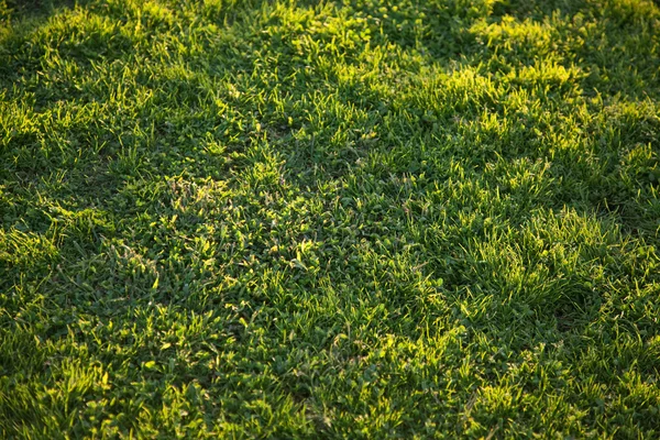 Piękna zielona trawa tło tekstury — Zdjęcie stockowe