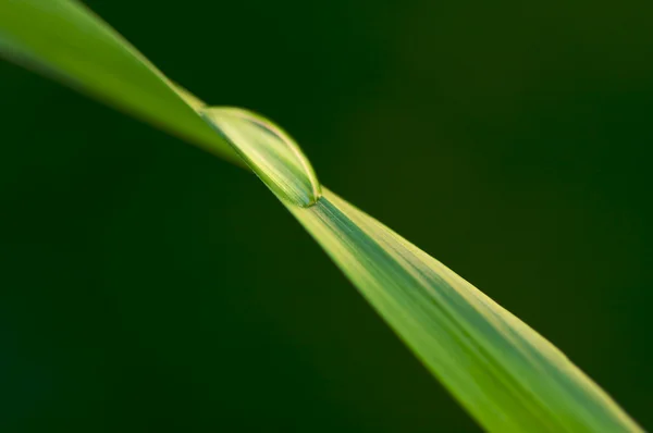 Gota en la hoja de hierba — Foto de Stock