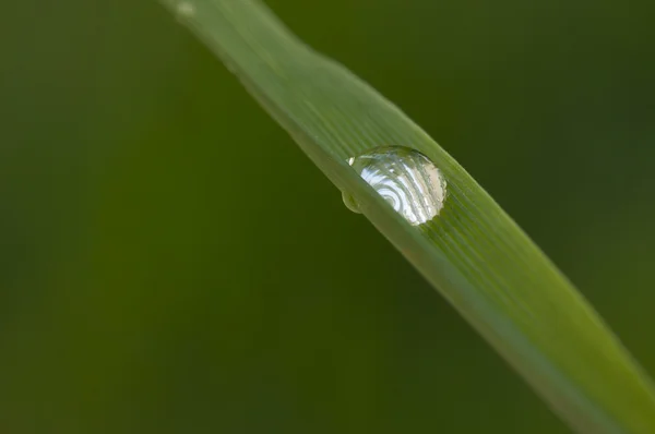Gota en la hoja de hierba — Foto de Stock