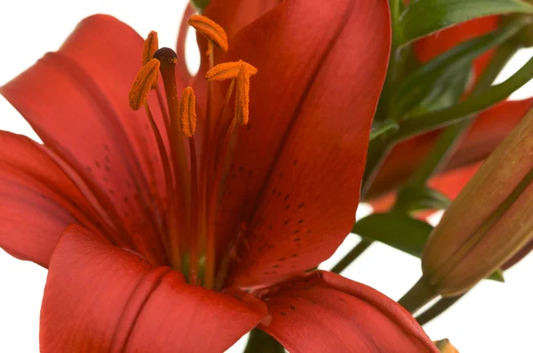 Mooie Aziatische lily bloei — Stockfoto