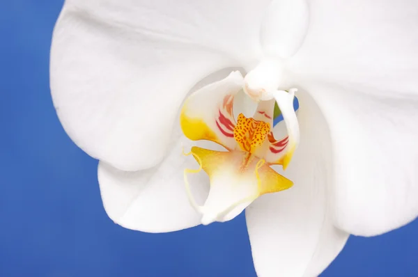 Macro fleur d'orchidée — Photo
