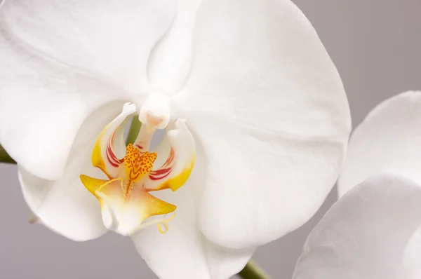 Orchidea kwiat kwiaty makro — Zdjęcie stockowe