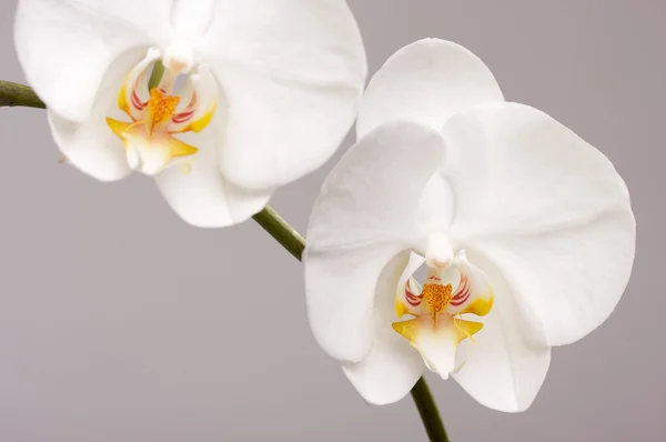 Macro Orchid Flower Blossoms — Stock Photo, Image