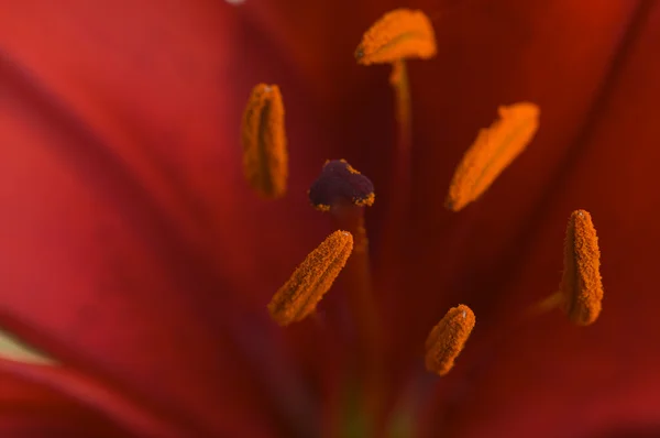 Hermosa asiático lirio flor anteras — Foto de Stock