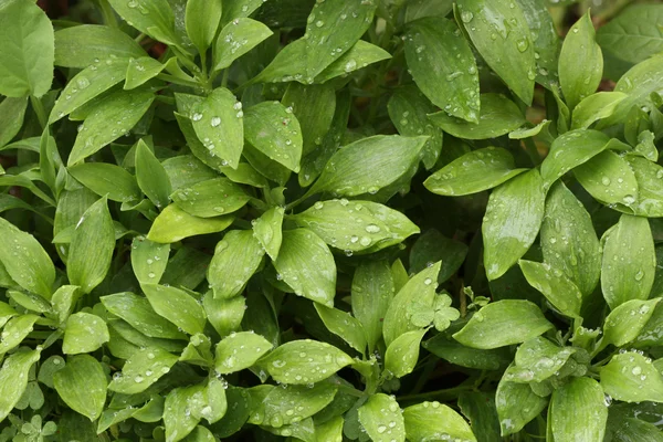 Abstract Green Foliage — Stock Photo, Image