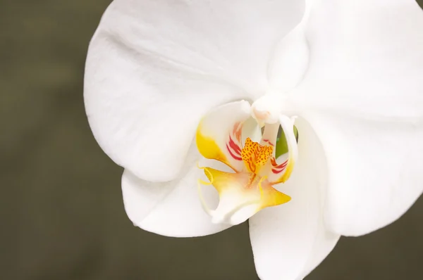 Flor de orquídea macro Flor — Fotografia de Stock