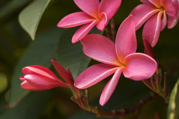 Roze plumeria bloemen op de boom — Stockfoto