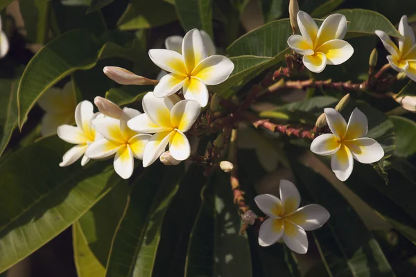 Gelbe Blüten auf dem Baum — Stockfoto