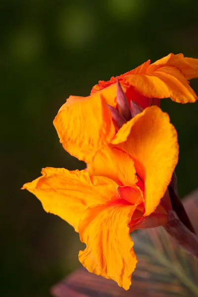 Zářící canna lilie květ — Stock fotografie