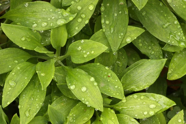 stock image Abstract Green Foliage