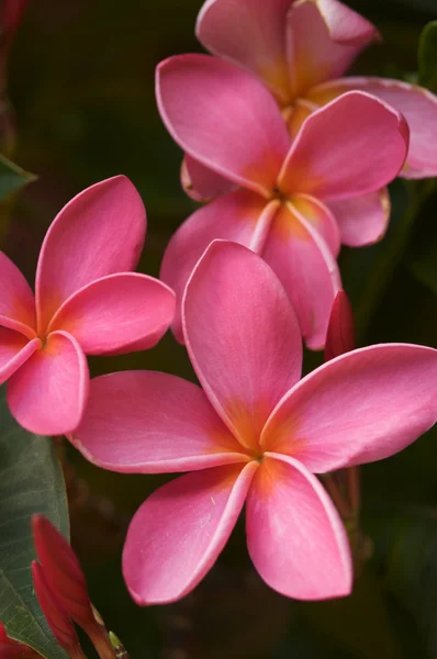 Живці квітів рожеві квіти на дереві — стокове фото