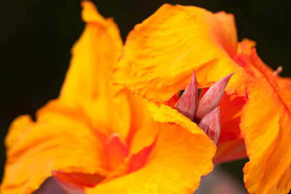 Radiant Canna Lily Blossom — Stock Photo, Image