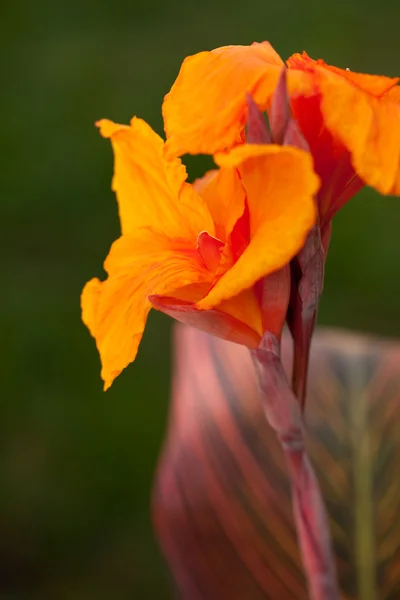 放射カンナのユリの花 — ストック写真