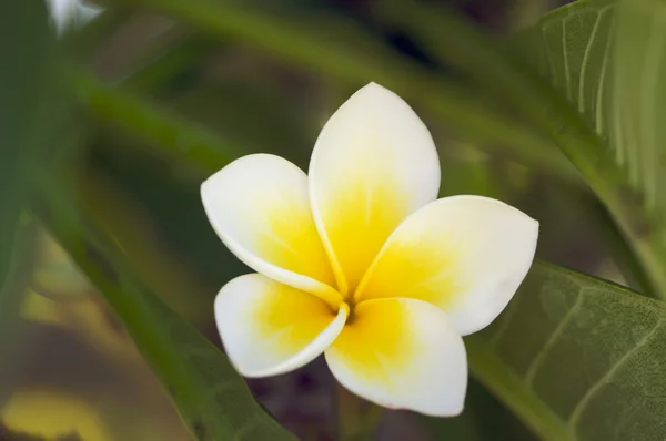 Žlutá plumeria květiny na stromě — Stock fotografie
