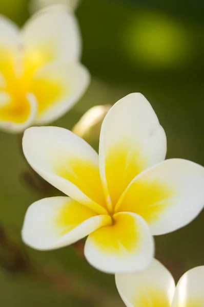 Yellow Plumeria Flowers on the Tree — Stock Photo, Image
