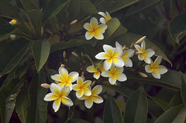 Ağaç üzerinde sarı plumeria çiçekler — Stok fotoğraf