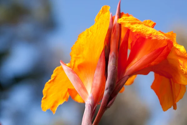 Radiant Canna Lily Blossom — Stock Photo, Image