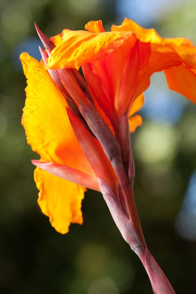 Stralende canna lily bloesem — Stockfoto