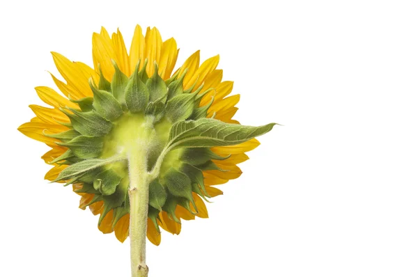 Zadní boční pohled na velké slunečnice — Stock fotografie