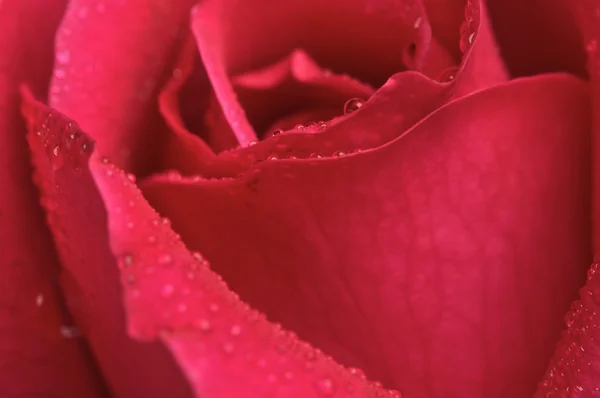 マクロの赤いバラの花 — ストック写真