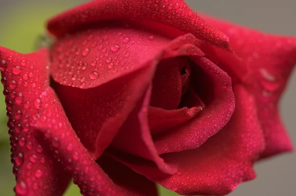 Makro röd ros blomma — Stockfoto