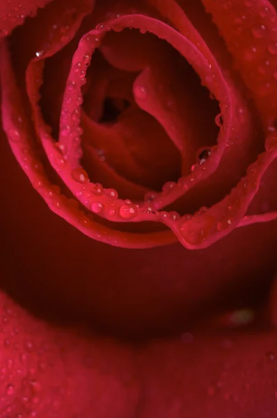 Makro kırmızı gül çiçeği — Stok fotoğraf