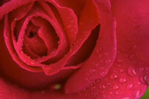 Macro Red Rose Blossom — Stock Photo, Image