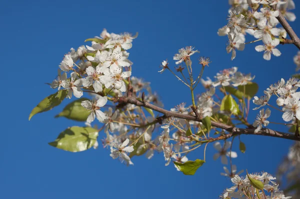 Tavasszal virágzó fa blossom — Stock Fotó