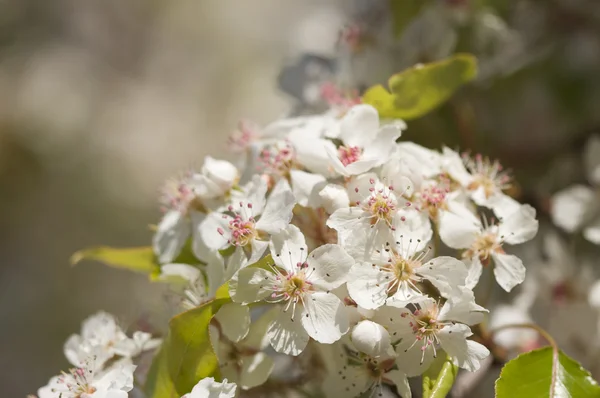 Jarní Kvetoucí strom květ — Stock fotografie