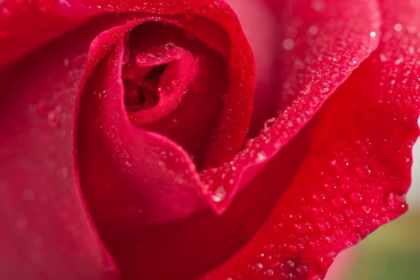 Bella macro rosa rossa con gocce di rugiada . — Foto Stock