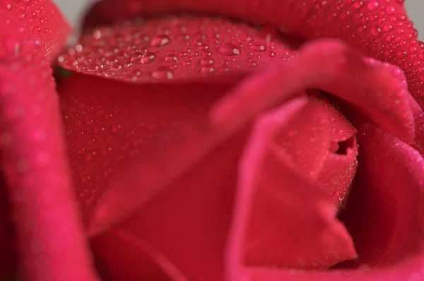 Makro röd ros blomma — Stockfoto