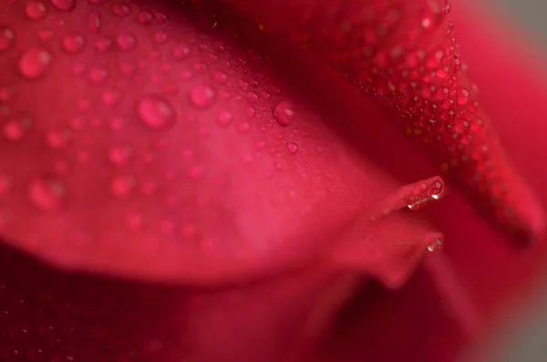 Macro flor de rosa roja —  Fotos de Stock