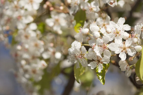 Spring Flowering Tree Blossom — Stock Photo, Image