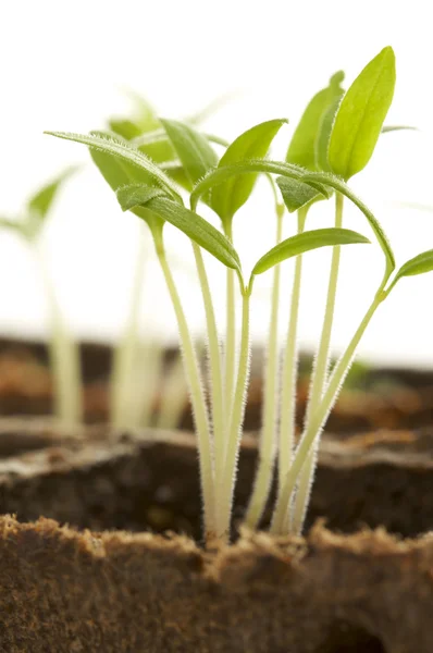 Sprouting Plants — Stock Photo, Image