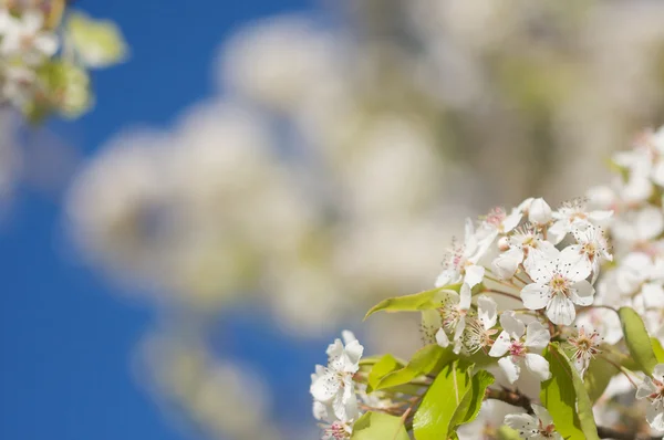 봄 꽃 나무 꽃 — 스톡 사진